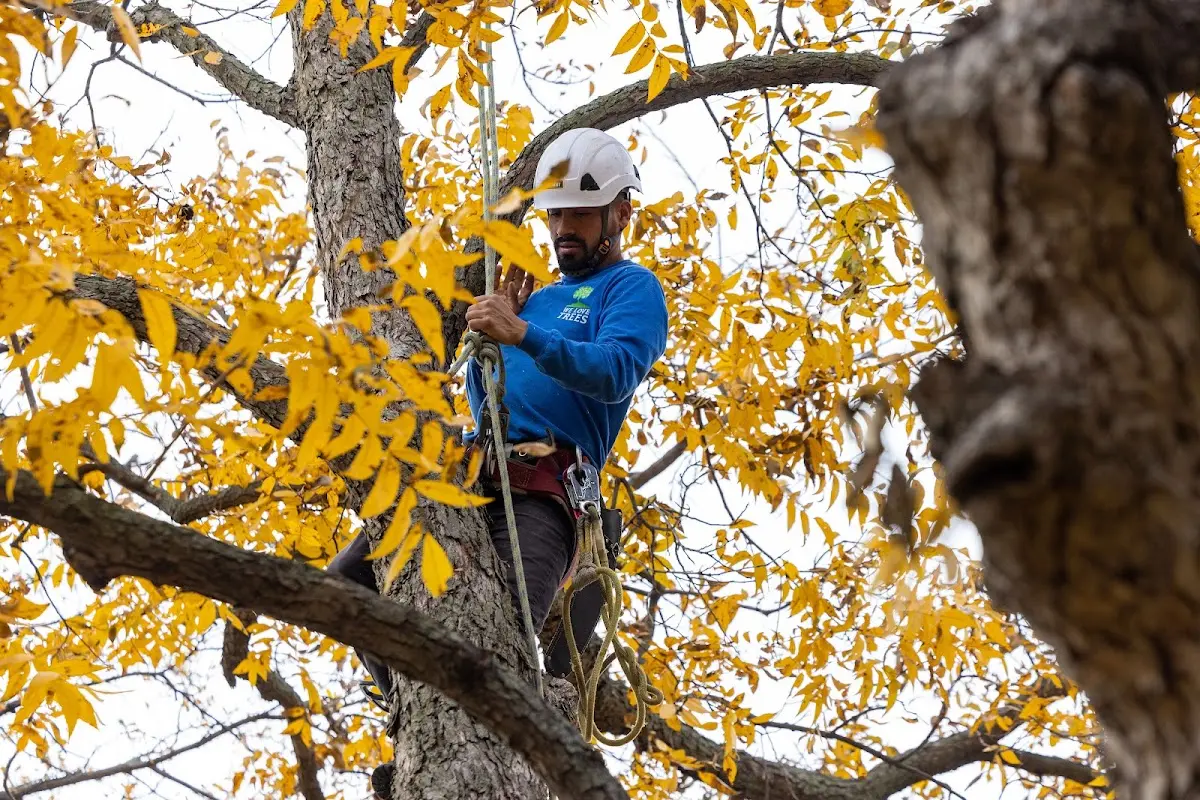 Skilled Tree Pruning crew working in Manderson